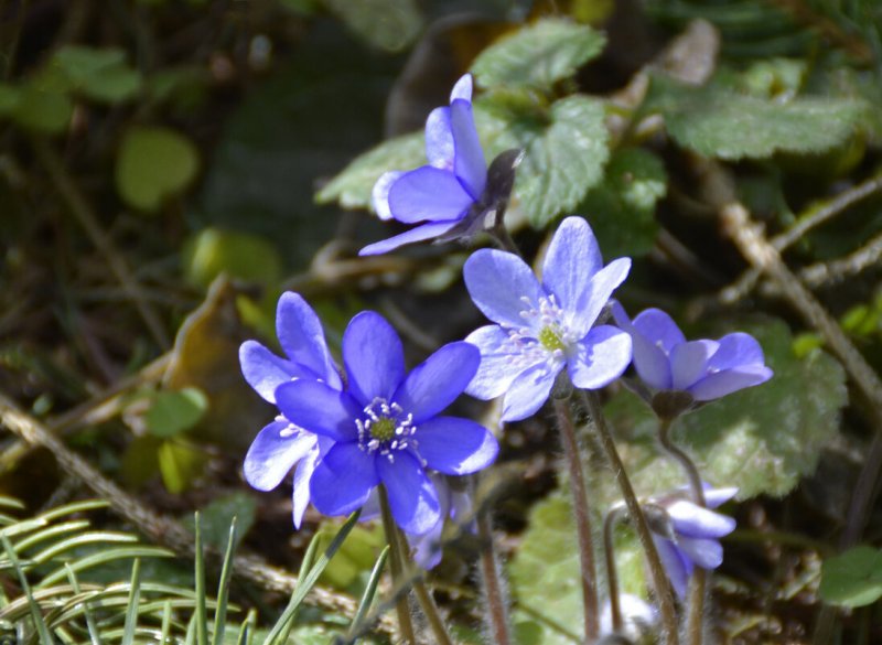Печеночница благородная (hepatica Nobilis)
