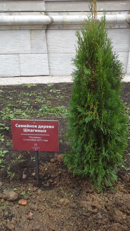 Туя в городе