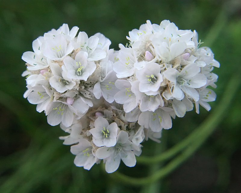 Армерия Приморская (Armeria maritima)