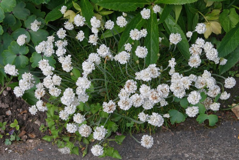 Армерия maritima Alba