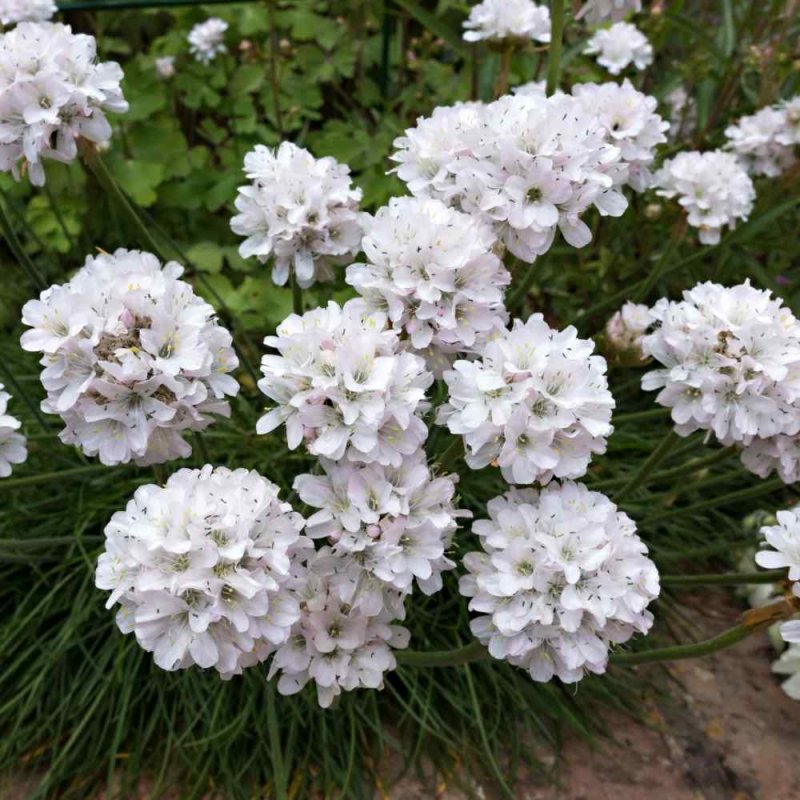Армерия (Armeria)