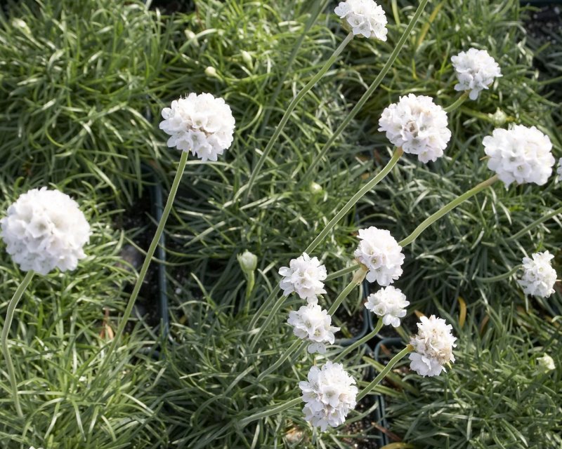Армерия maritima Alba