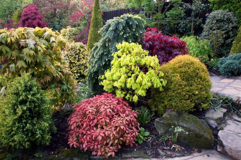 Кипарис Аризонский - Cupressus arizonica Greene