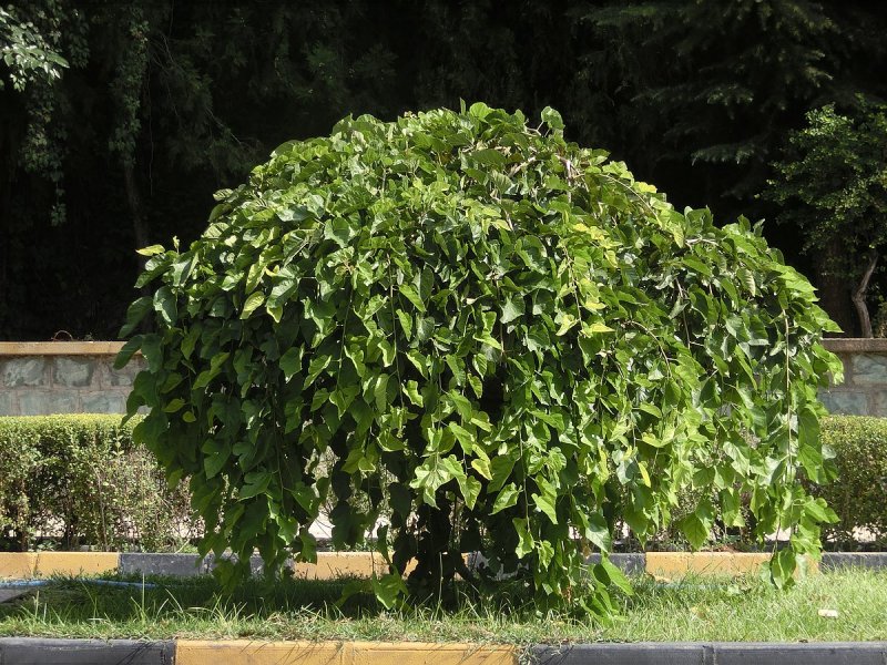 Шелковица белая Morus Alba