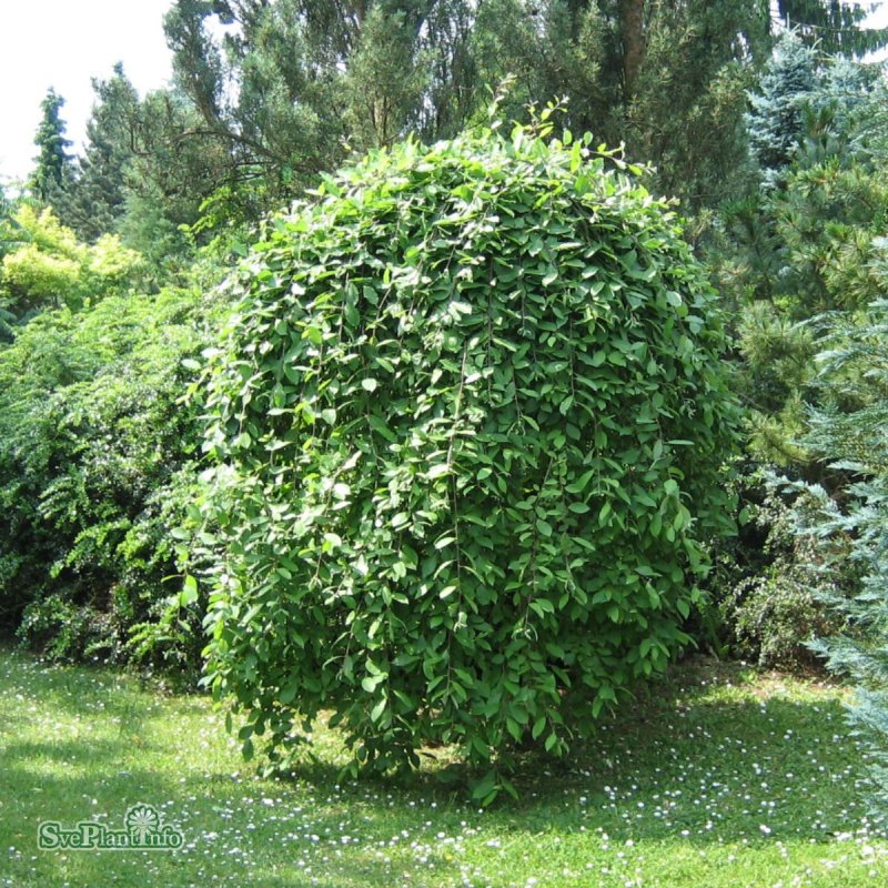 Вяз Мауро Пендула