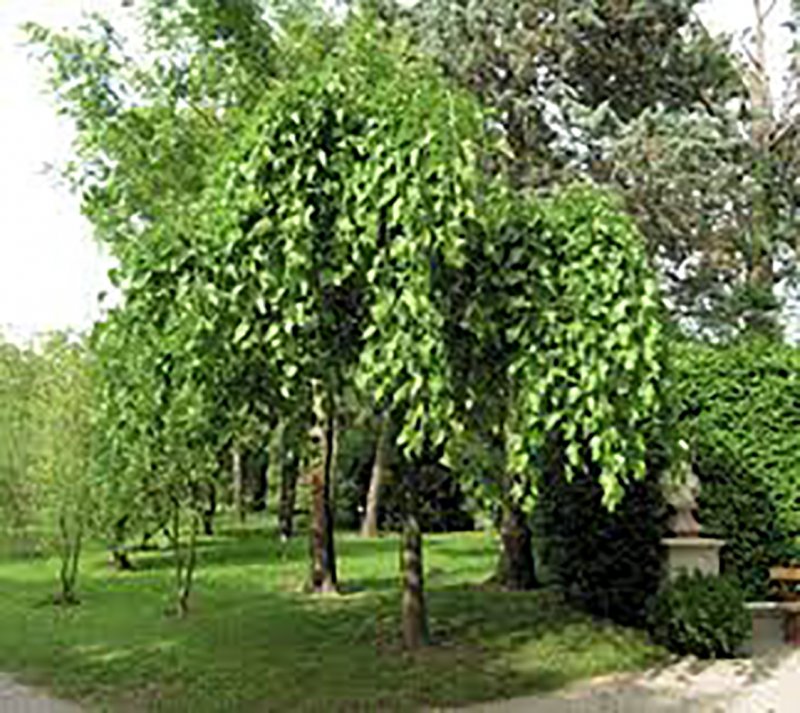 Шелковица pendula