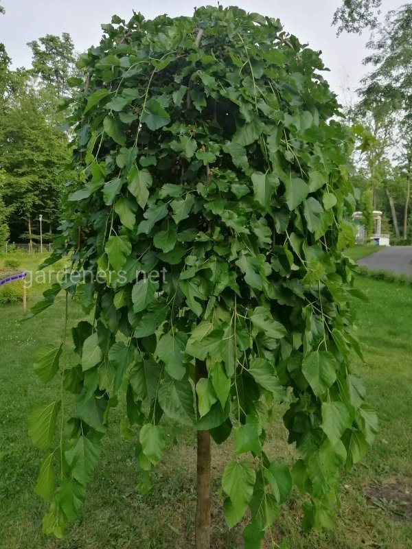 Яблоня плакучая Пендула