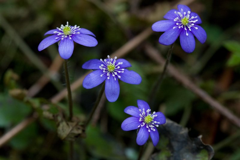 Печеночница благородная (hepatica Nobilis)