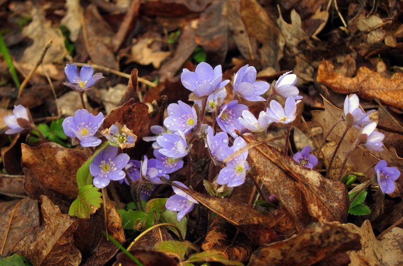 Печёночница (Fistulina hepatica)