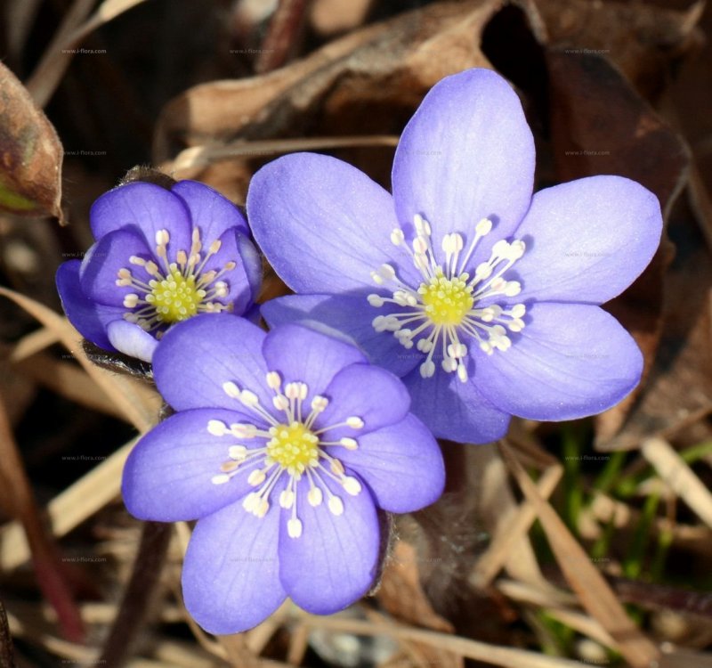 Печеночница (hepatica)