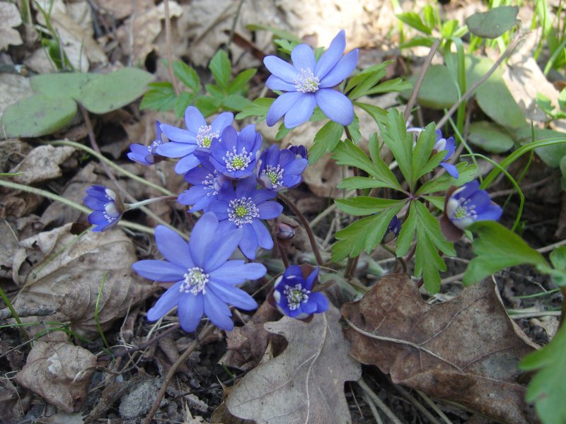 Hepatica Nobilis 'Purple Forest'