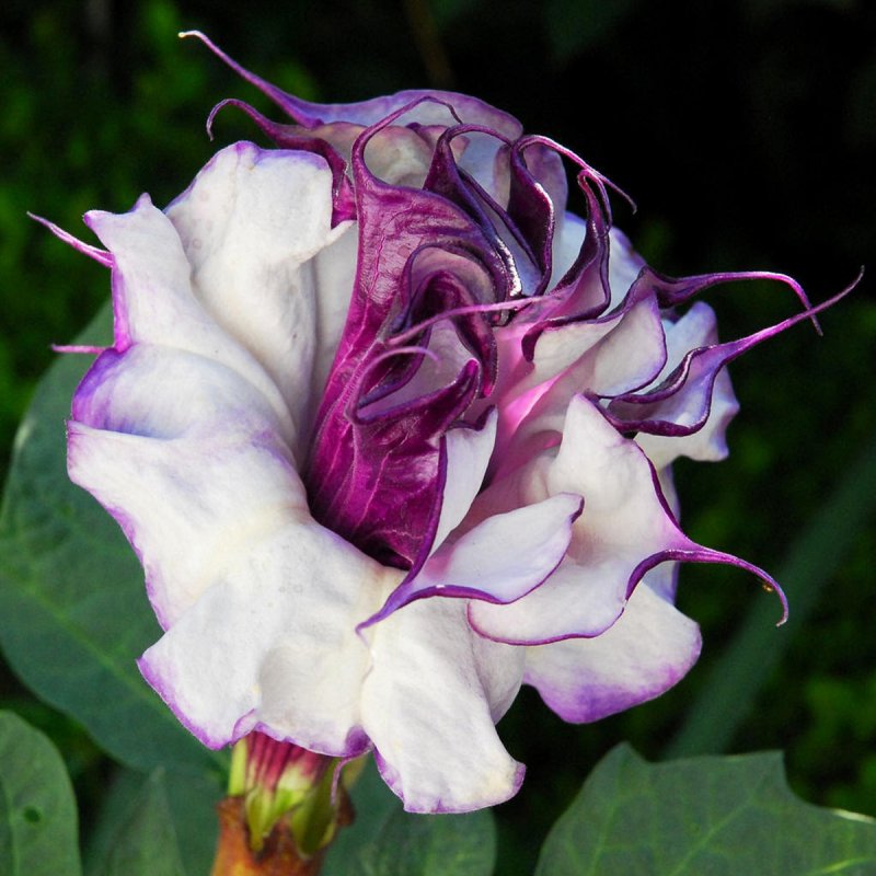 Датура Datúra Ballerina Purple
