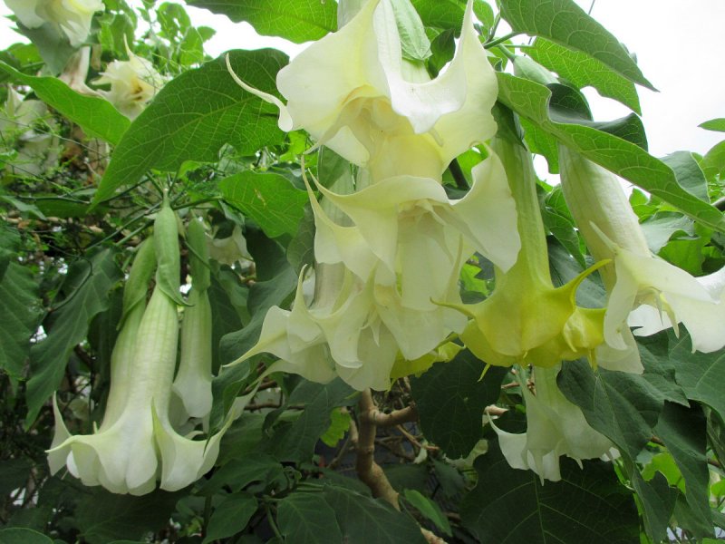 Brugmansia Arborea
