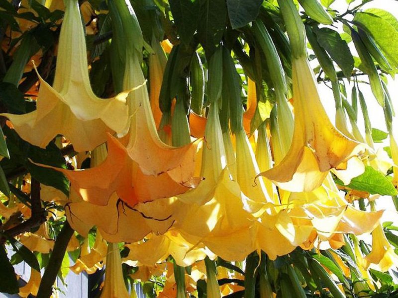 Золотистая бругмансия Brugmansia Aurea)