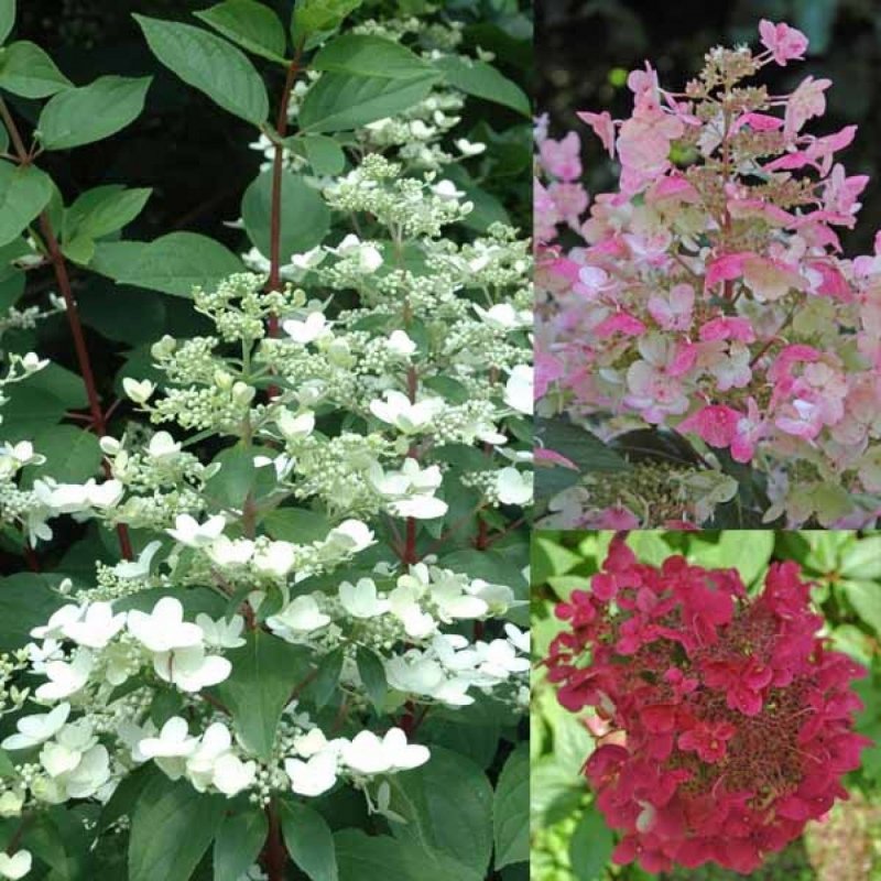 Hydrangea paniculata Wim's Red Вимс ред