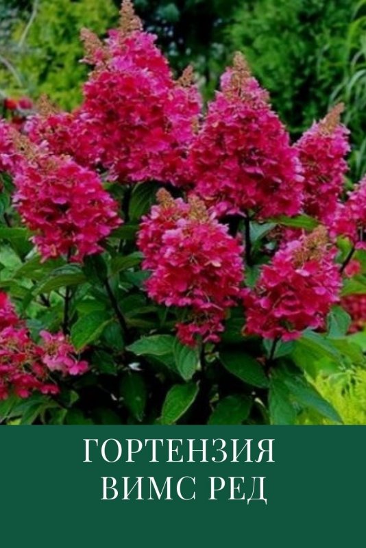 Гортензия Вимс ред