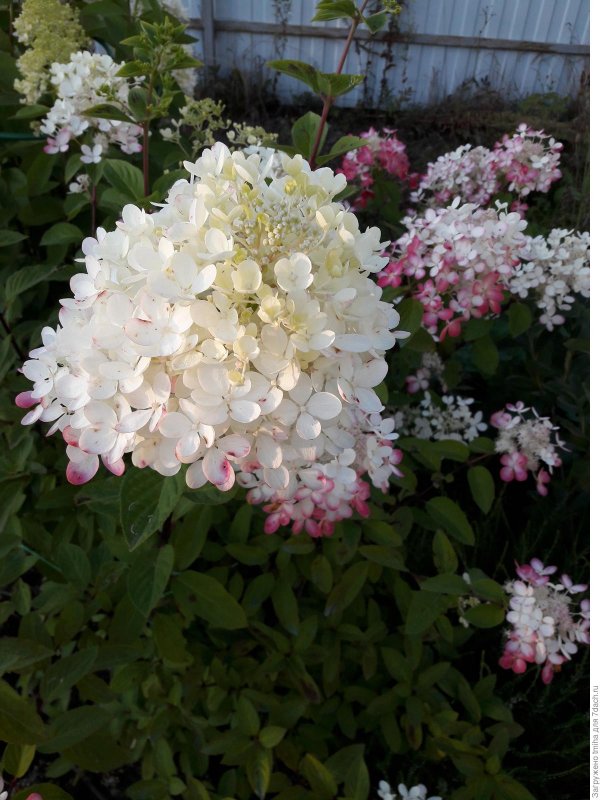 Paniculata ,,Wim’s Red” ®