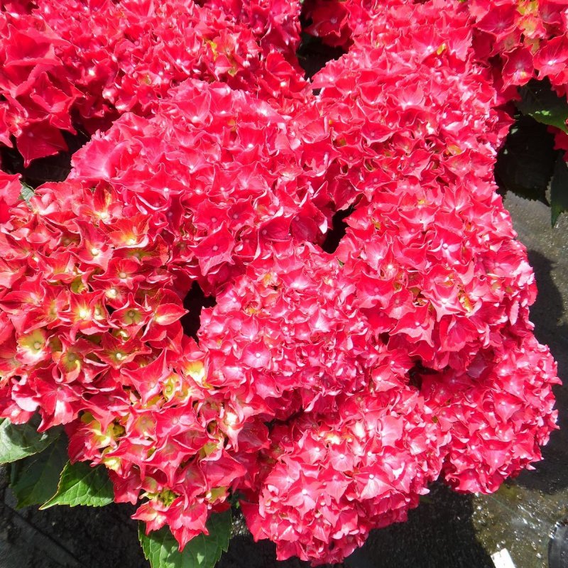 Гортензия метельчатая Wim's Red