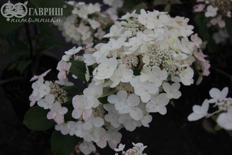 Гортензия Вимс ред