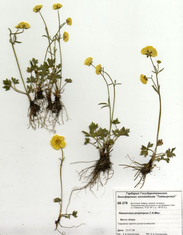 Лютик Северный (Ranunculus Borealis trautv.)