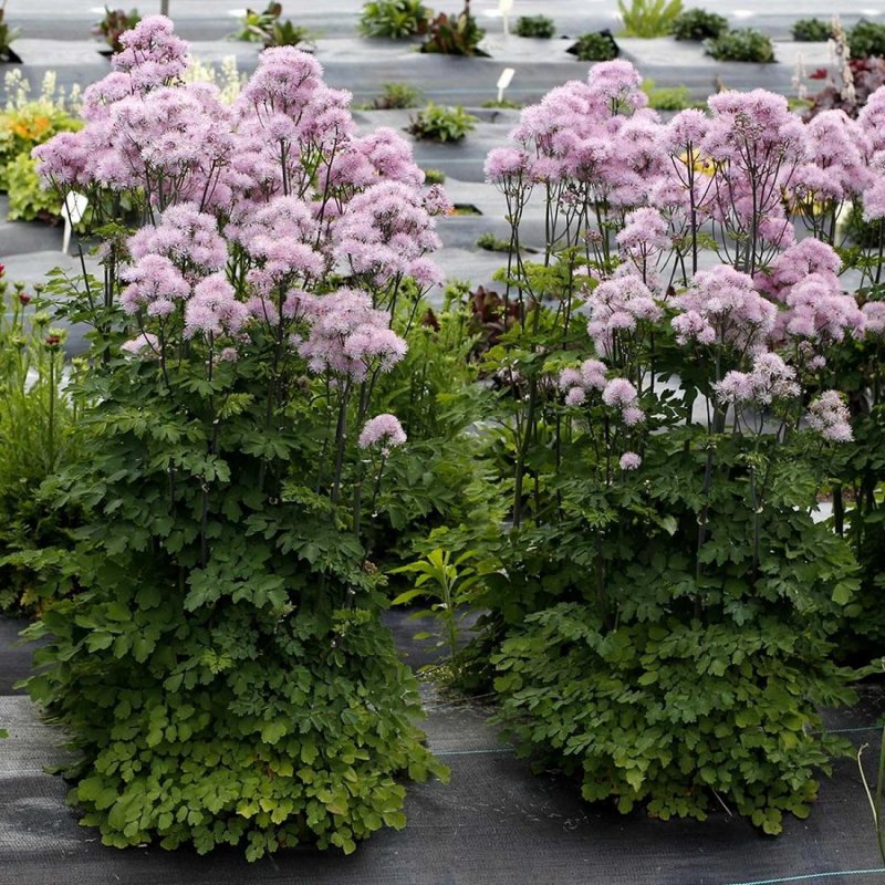 Василистник Nimbus Pink