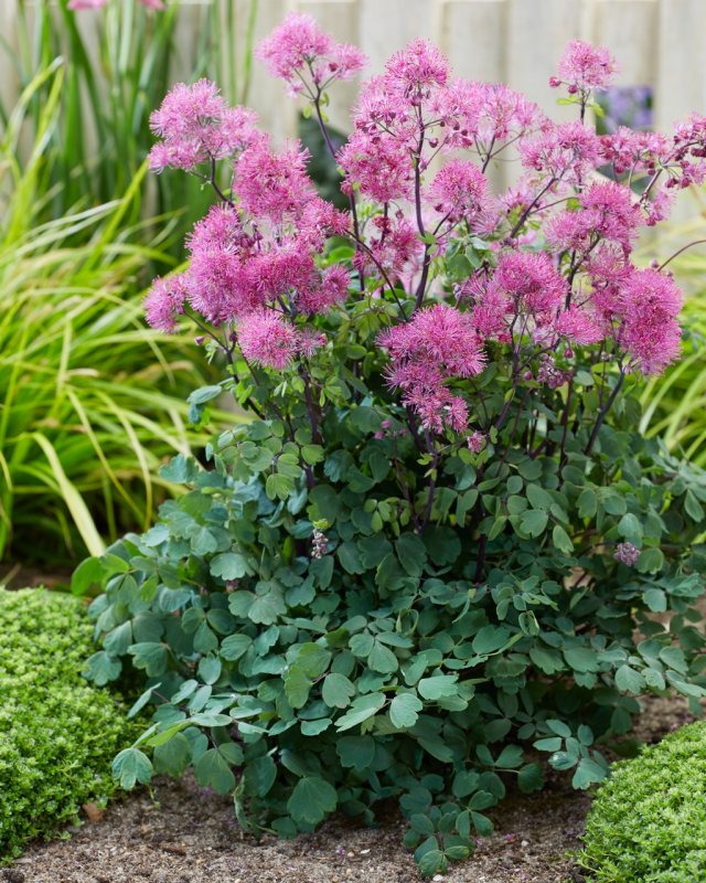 Василистник Thalictrum