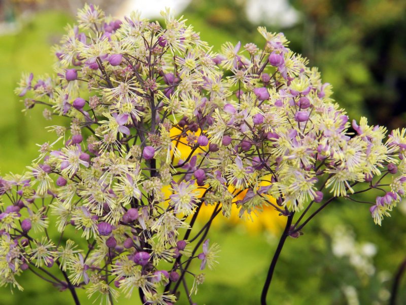 Василистник "Anne" (Thalictrum)