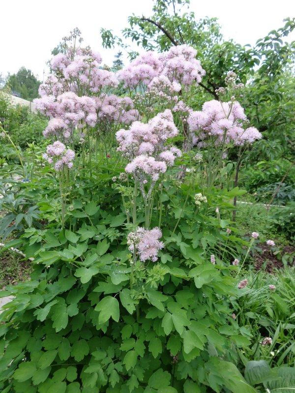 Василистник Thalictrum aquilegiifolium Nimbus Pink