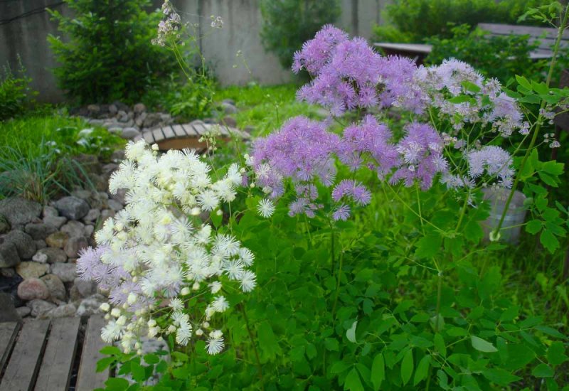 Василистник Делавея Юлия