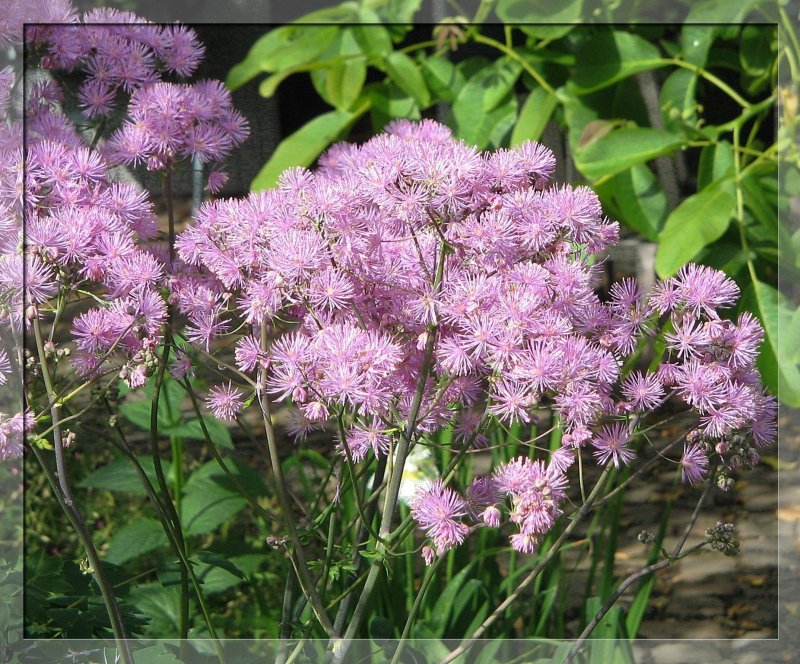 Василистник водосборолистный Thalictrum aquilegifolium