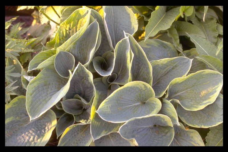 Hosta sieboldii Paxton j.w.Ingram