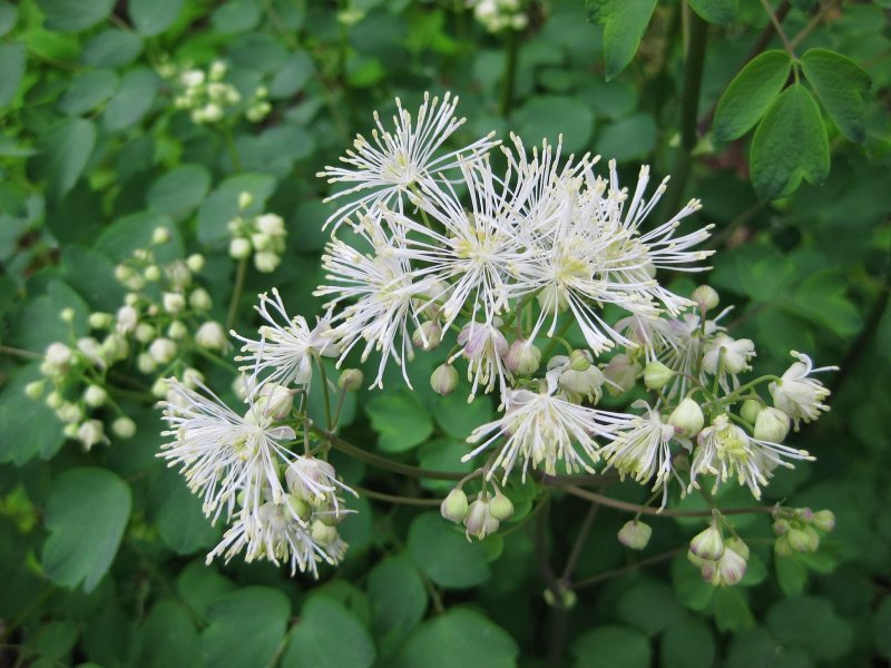 Василистник Thalictrum