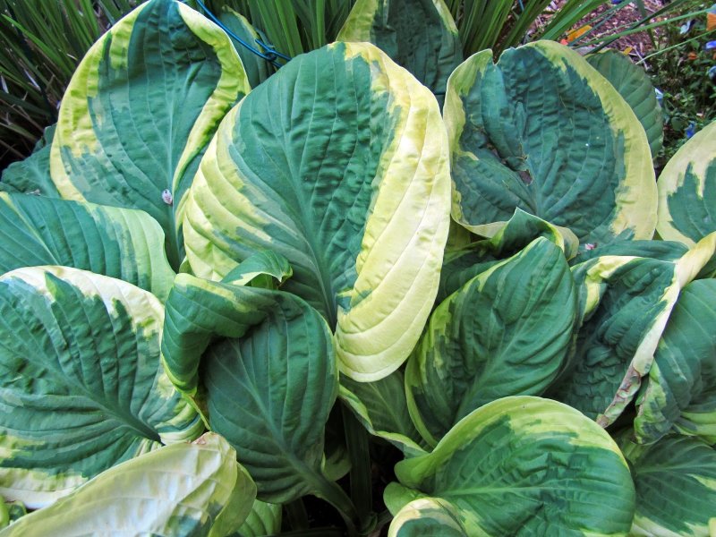 Hosta 25 sieboldiana Frances Williams
