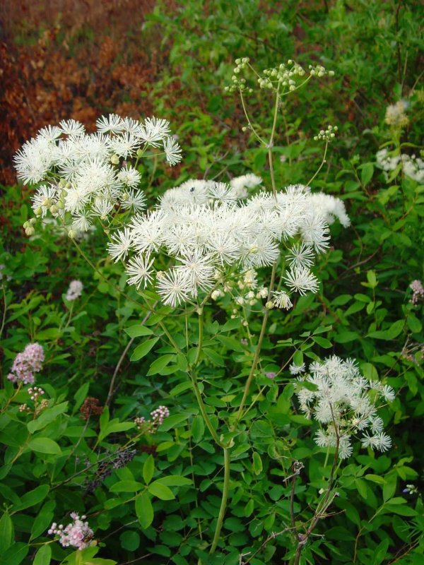 Василистник Альпийский