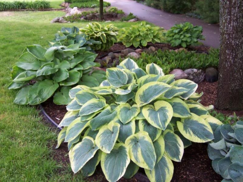 Hosta deliverance
