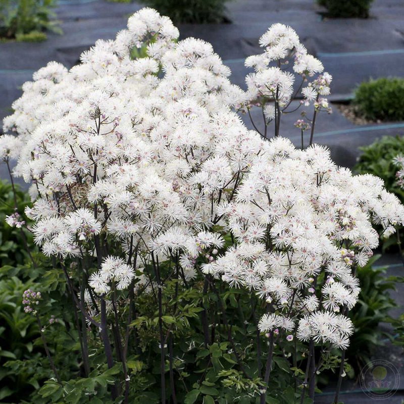 Василистник Thalictrum