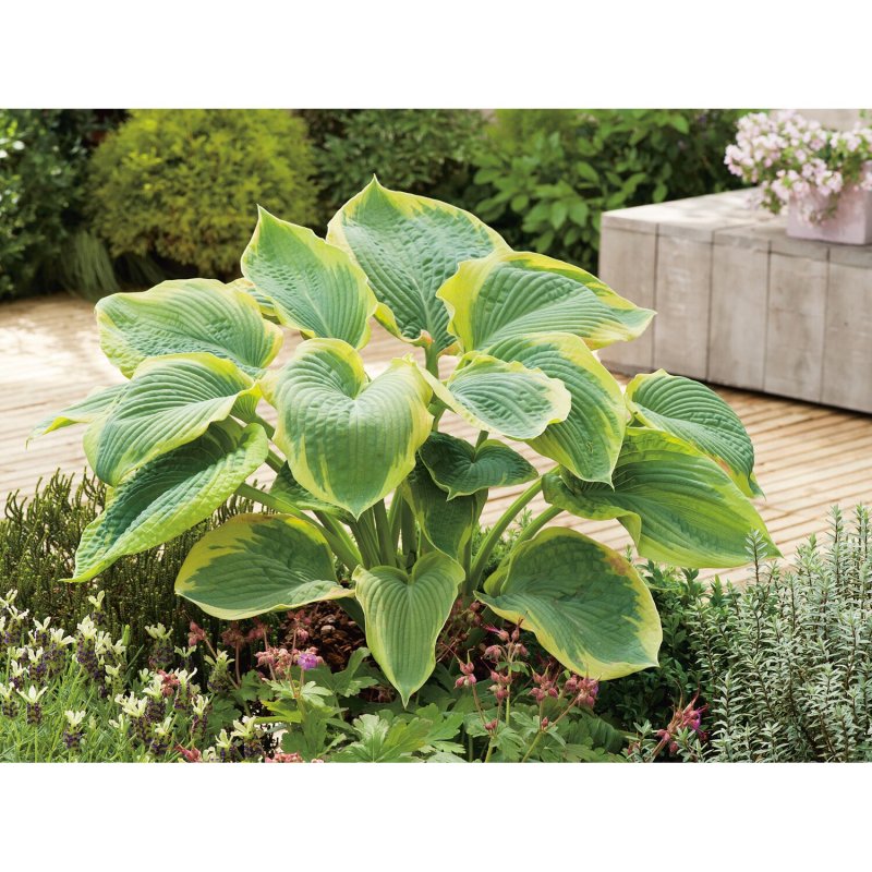 Hosta 25 sieboldiana Frances Williams