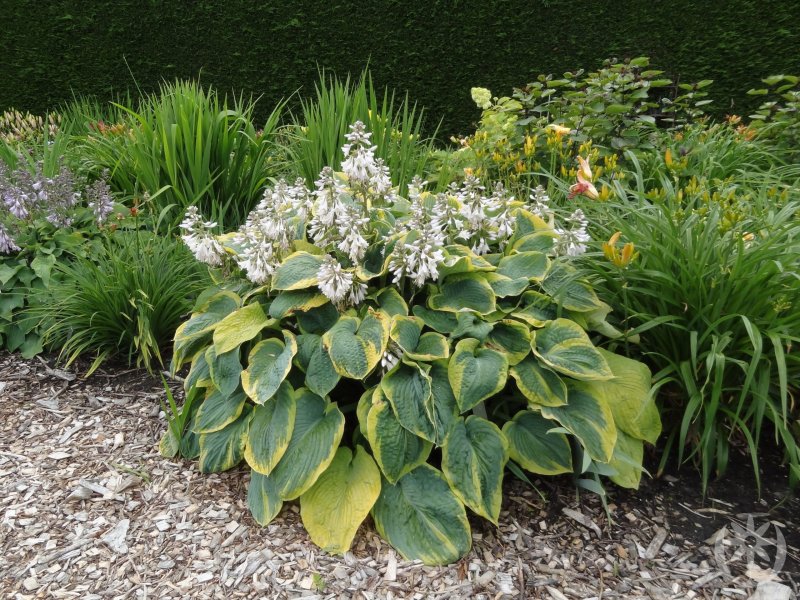 Хоста Зибольда (Hosta sieboldiana Frances Williams) Окс i NS