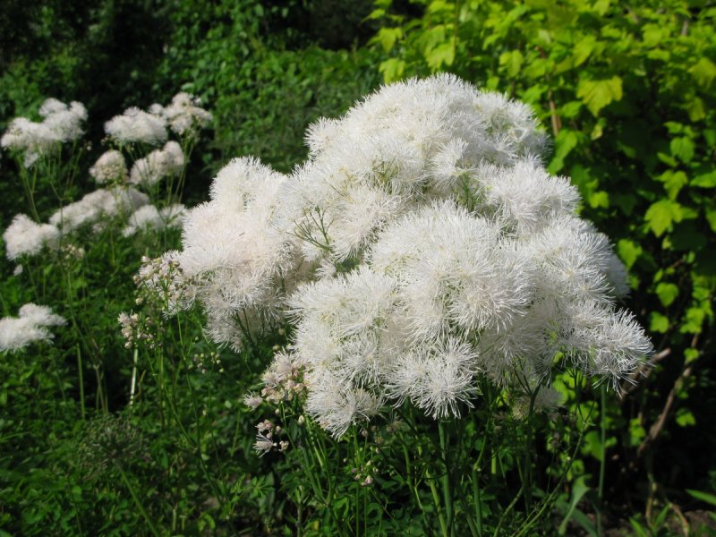 Василистник водосборолистный Thalictrum aquilegifolium