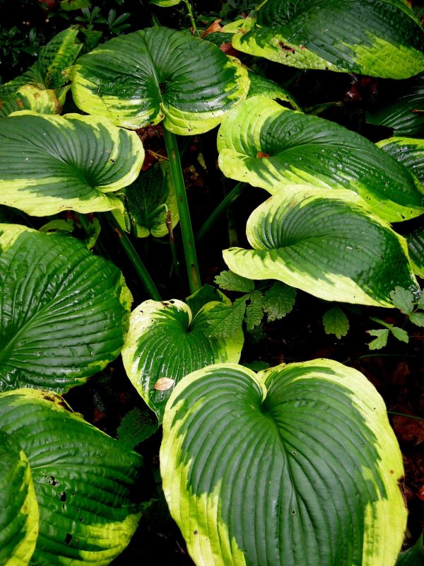 Хоста Зибольда (Hosta sieboldiana Frances Williams