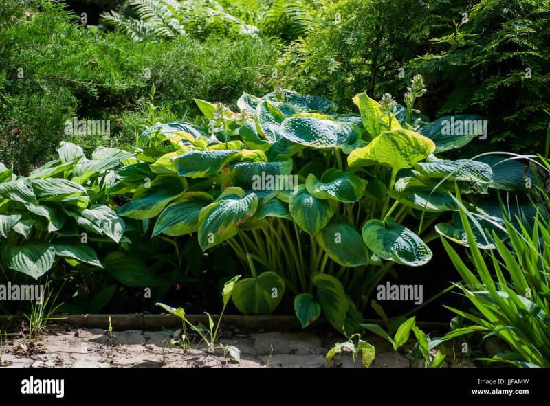 Beautiful leaved Plants Frances Perry