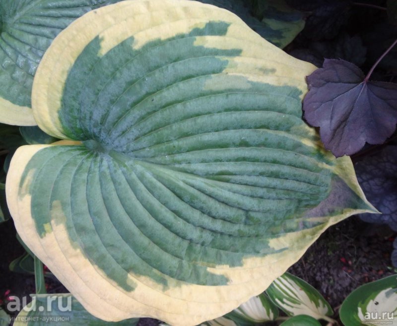 Хоста Зибольда Hosta sieboldiana