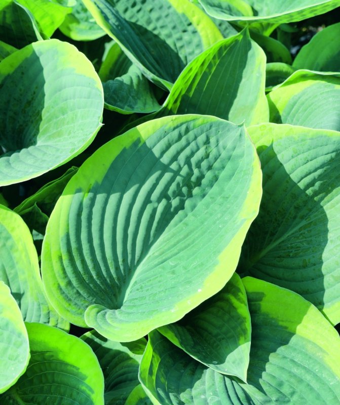 Хоста Зибольда Hosta sieboldiana