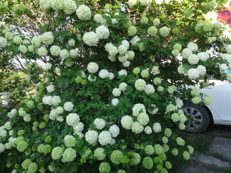 Viburnum plicatum 'Popcorn'