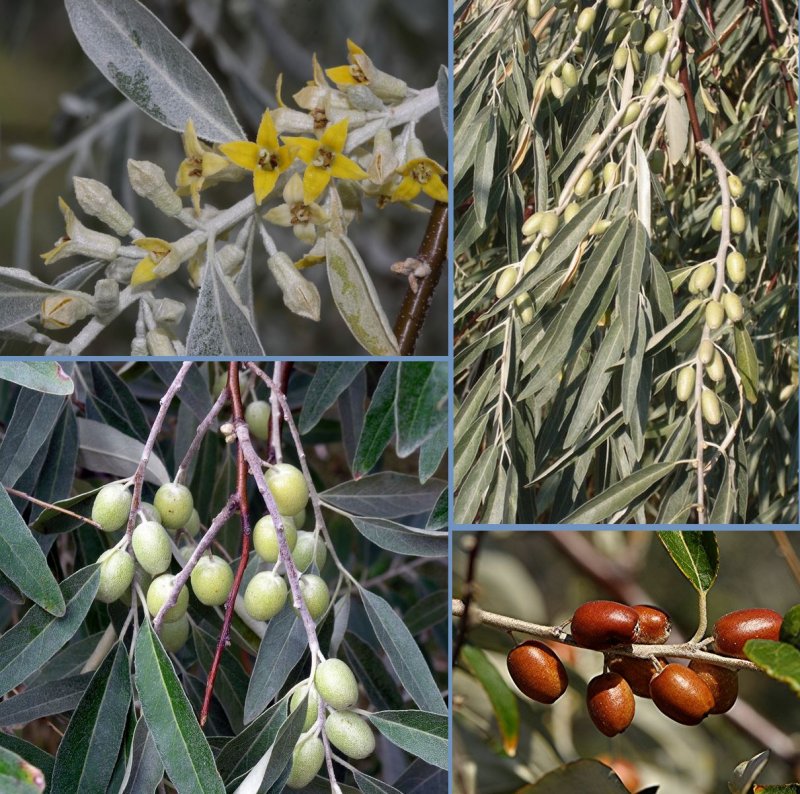 Лох узколистный (Elaeagnus angustifolia)