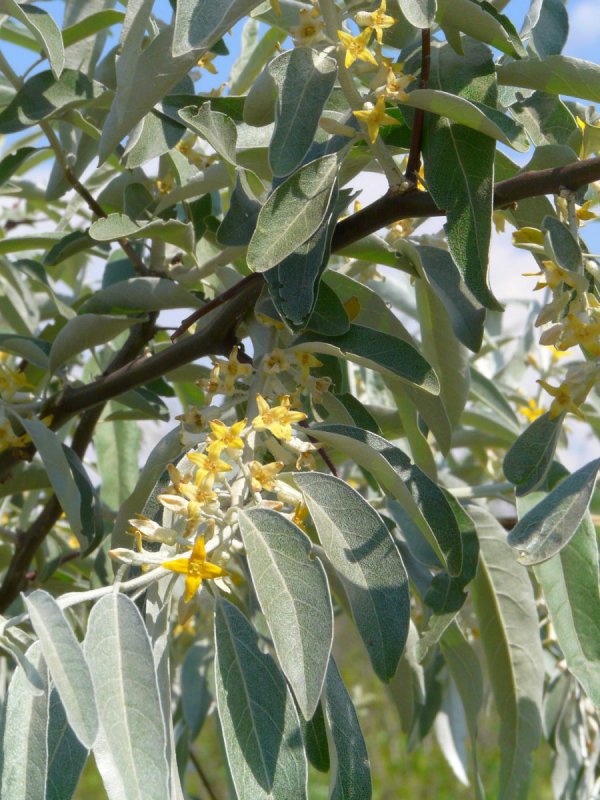 Elaeagnus angustifolia