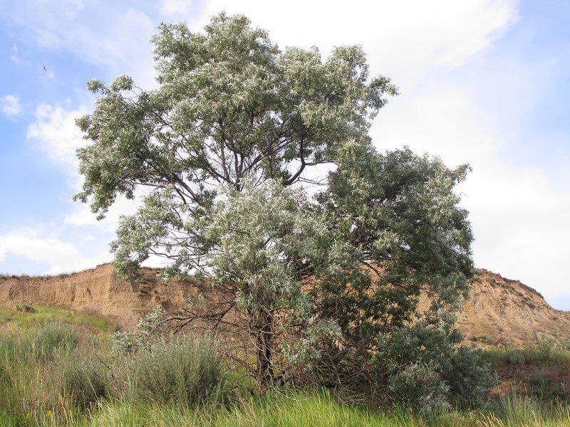 Лох узколистный (Elaeagnus angustifolia)