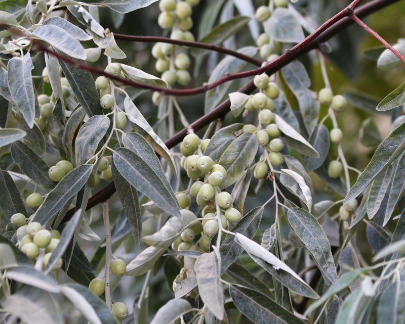 Лох узколистный (Elaeagnus angustifolia)