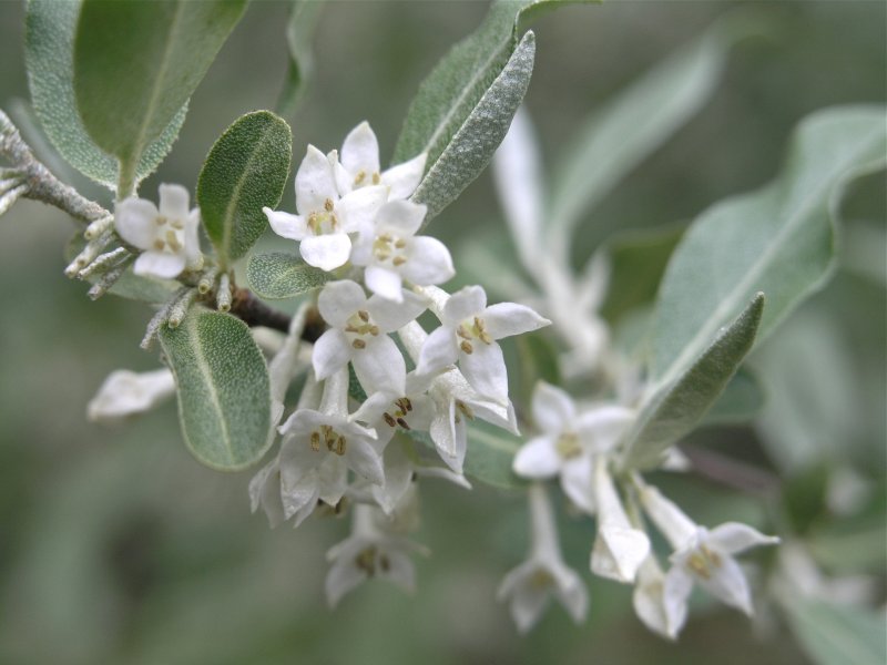 Лох серебристый (Elaeagnus argentea)
