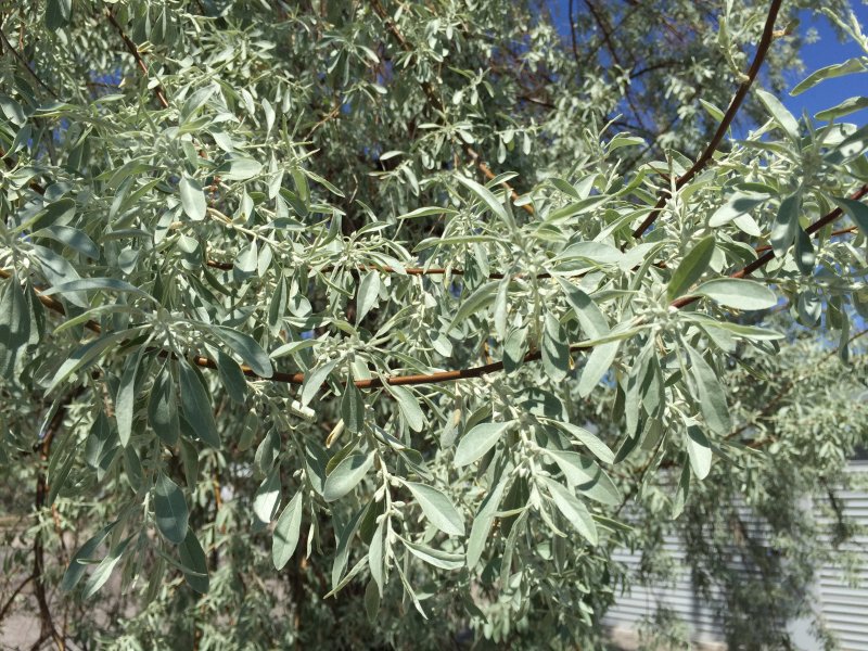 Лох узколистный Elaeagnus angustifolia l.
